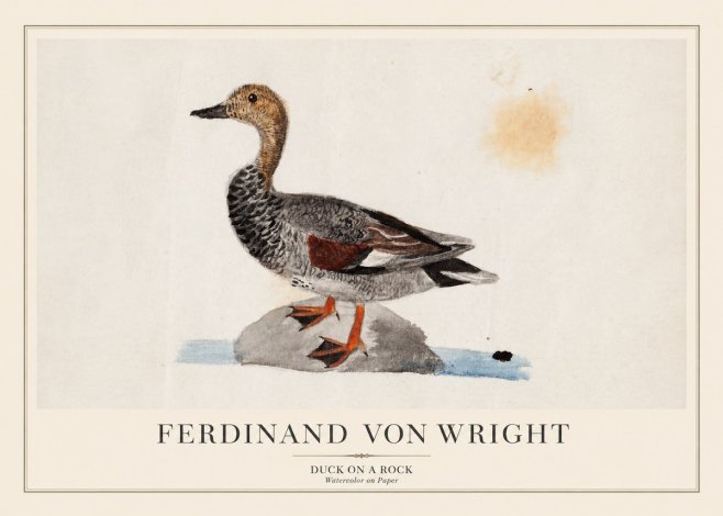 Ferdinand von Wright Duck on a Rock No1 - Plakat