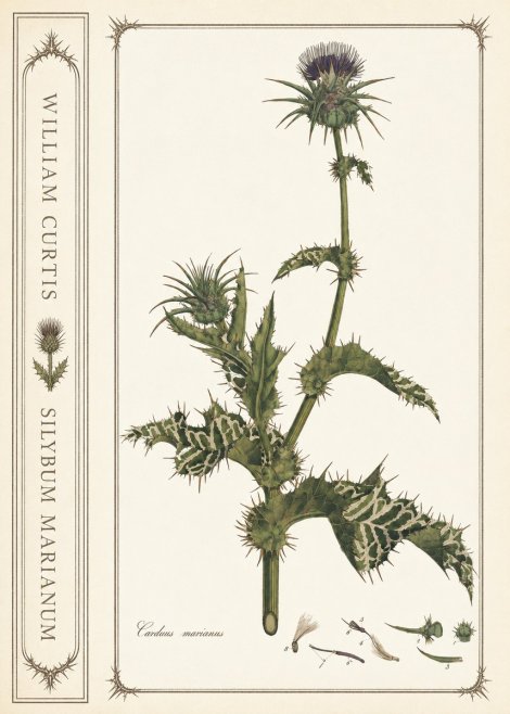 William Curtis Silybum Marianum No2 - Plakat