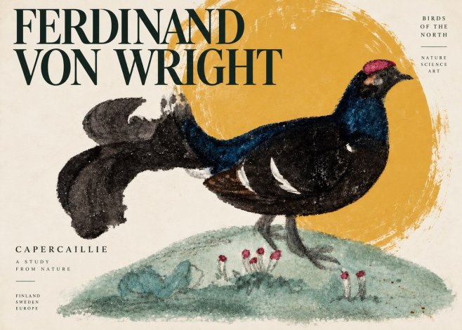 Ferdinand von Wright Western Capercaillie - Watercolor Study No4 - Plakat