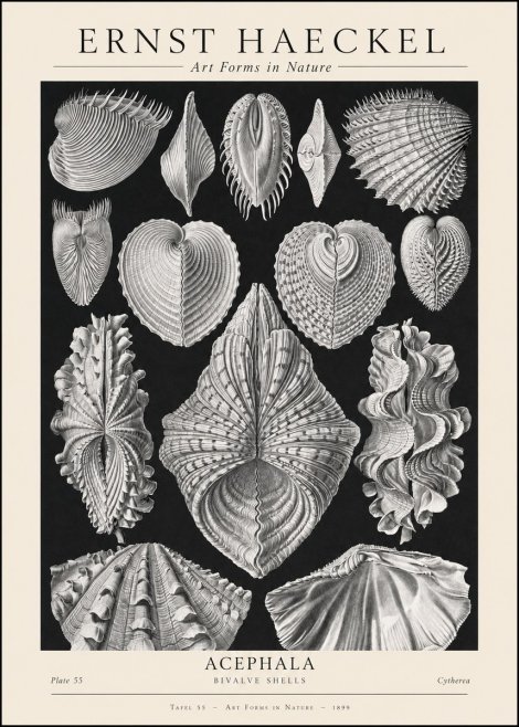 Ernst Haeckel Acephala — Brachiopods Plate 55 — Cytherea. No2 - Plakat