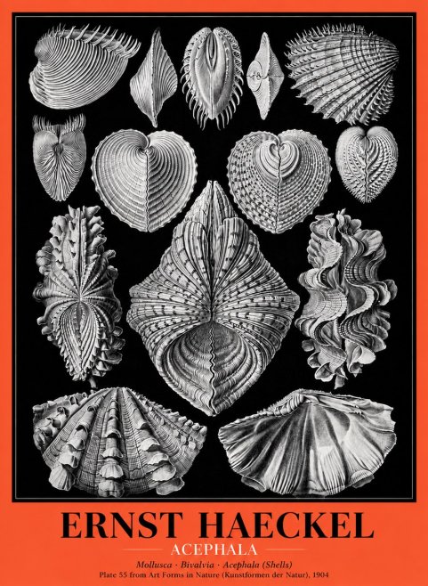 Ernst Haeckel Acephala — Brachiopods Plate 55 — Cytherea. No5 - Plakat
