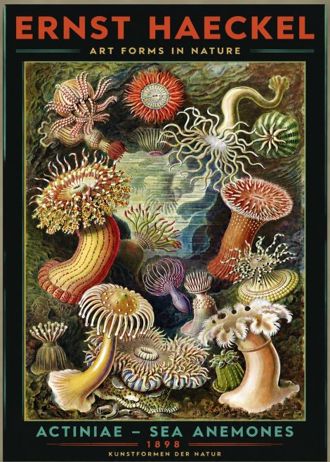 Ernst Haeckel Sea Anemones No3 - Plakat