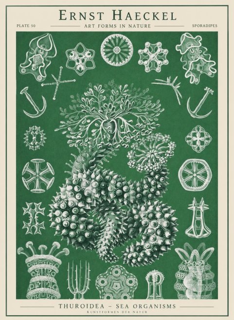 Ernst Haeckel Thuroidea - Sea Organisms No1 - Plakat