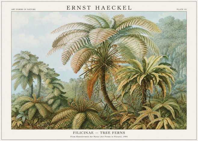 Ernst Haeckel Filicinae – Tree Ferns No1 - Plakat