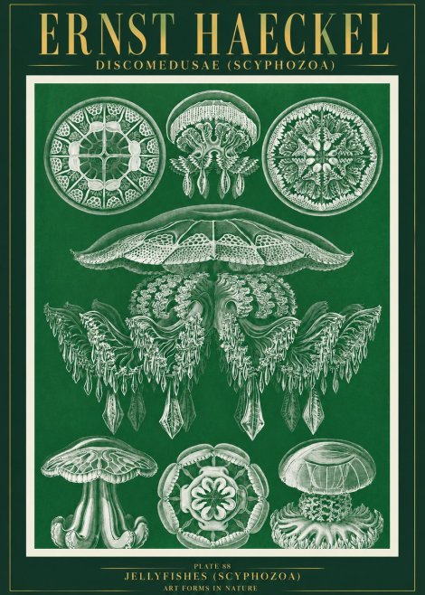 Ernst Haeckel Discomedusae (Scyphozoa) Plate 88 No3 - Plakat