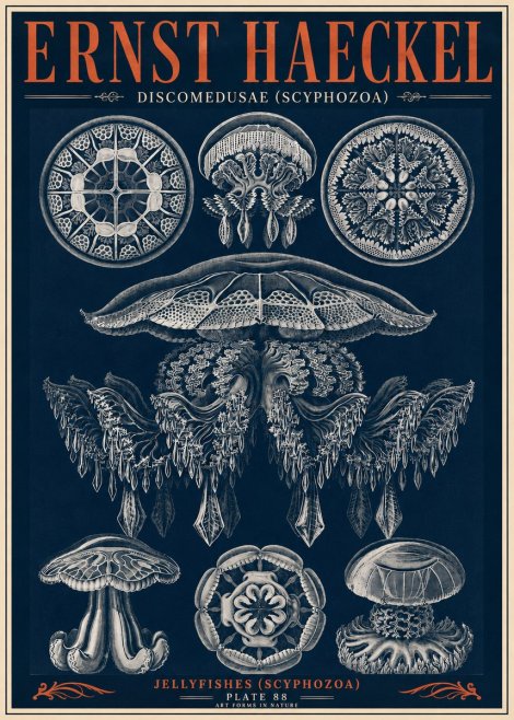 Ernst Haeckel Discomedusae (Scyphozoa) Plate 88 No6 - Plakat