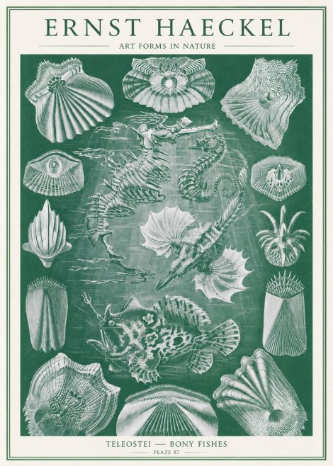 Ernst Haeckel Teleostei - Bony Fishes No2 - Plakat