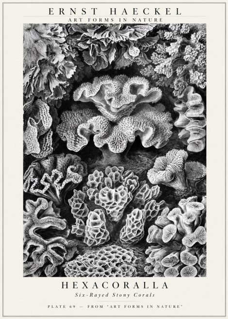 Ernst Haeckel Hexacorallia No3 - Plakat