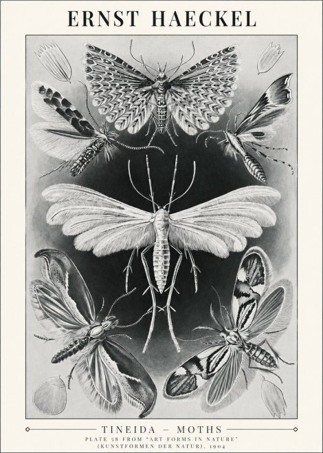 Ernst Haeckel Tineida - Moths No1 - Plakat