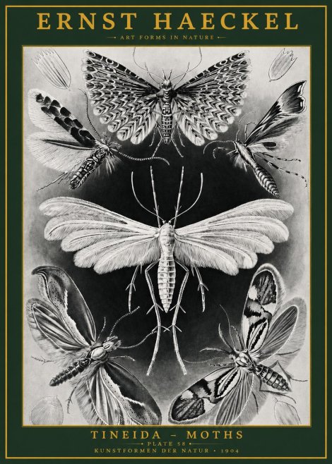 Ernst Haeckel Tineida - Moths No2 - Plakat