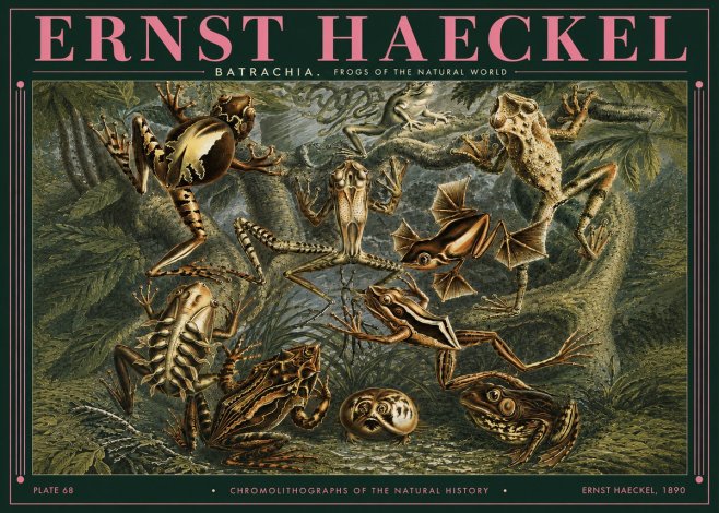 Ernst Haeckel Frogs of the Natural World No3 - Plakat