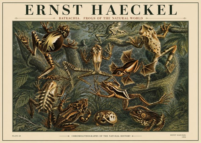 Ernst Haeckel Frogs of the Natural World No4 - Plakat