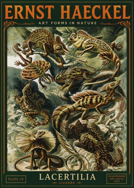Ernst Haeckel Lacertilia Lizards No4 - Plakat