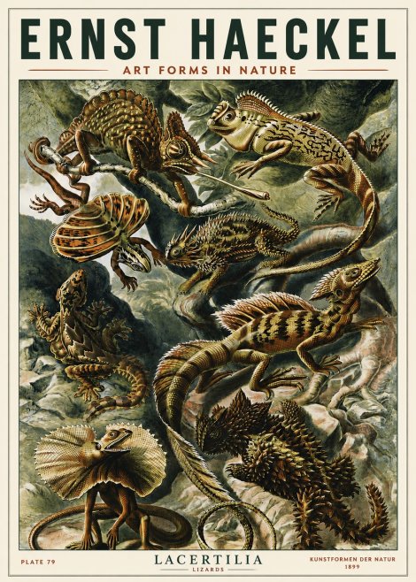 Ernst Haeckel Lacertilia Lizards No5 - Plakat
