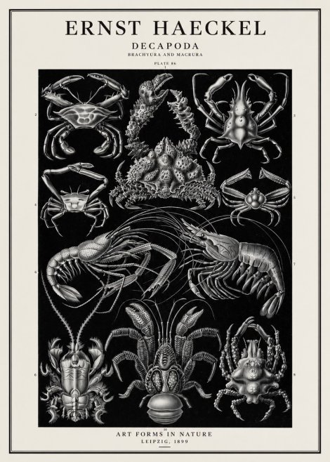 Ernst Haeckel Decapoda Brachyura and Macrura Plate 86 No1 - Plakat