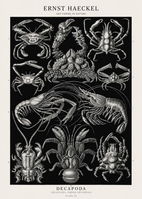 Ernst Haeckel Decapoda Brachyura and Macrura Plate 86 No3 - Plakat