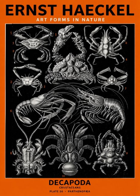 Ernst Haeckel Decapoda Brachyura and Macrura Plate 86 No6 - Plakat