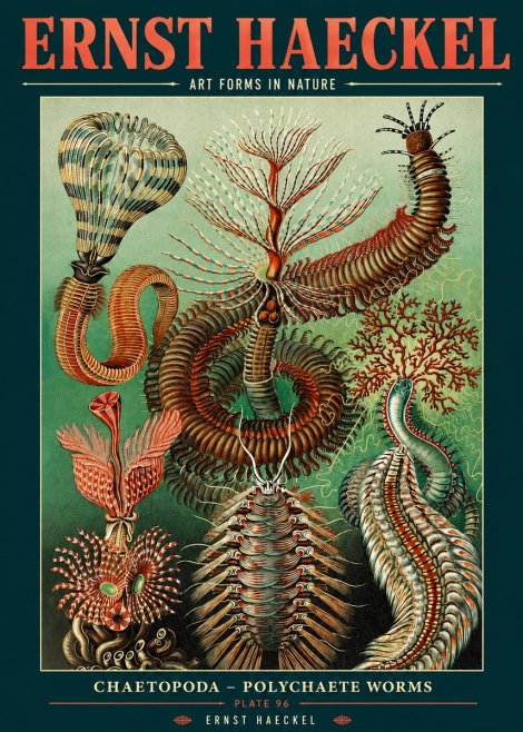 Ernst Haeckel Chaetopoda – Polychaete Worms No2 - Plakat
