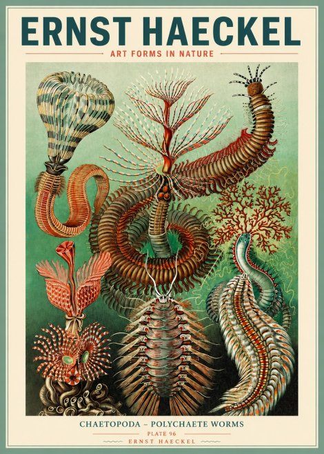 Ernst Haeckel Chaetopoda – Polychaete Worms No3 - Plakat