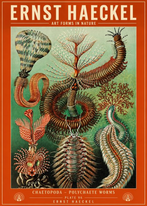 Ernst Haeckel Chaetopoda – Polychaete Worms No4 - Plakat