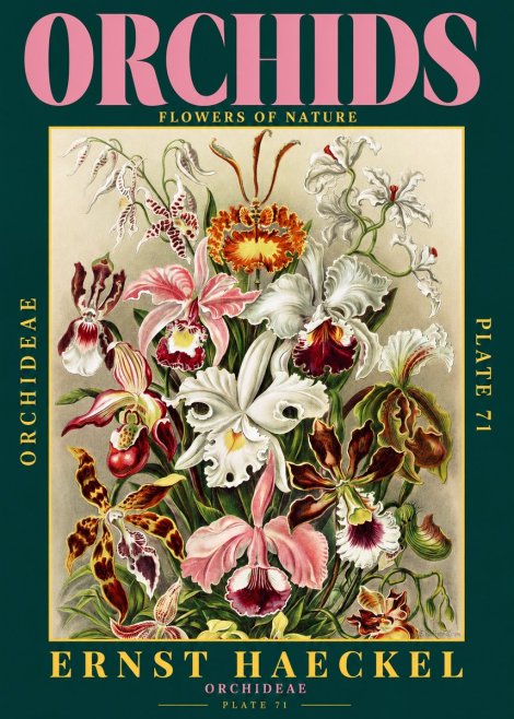 Ernst Haeckel Orchids No2 - Plakat