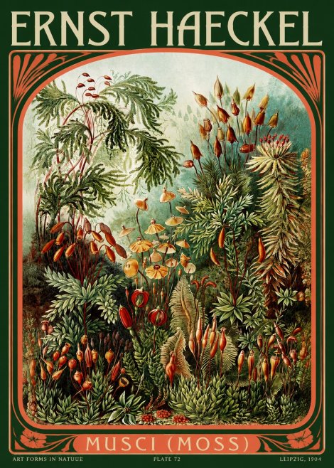 Ernst Haeckel Musci (Moss) No2 - Plakat