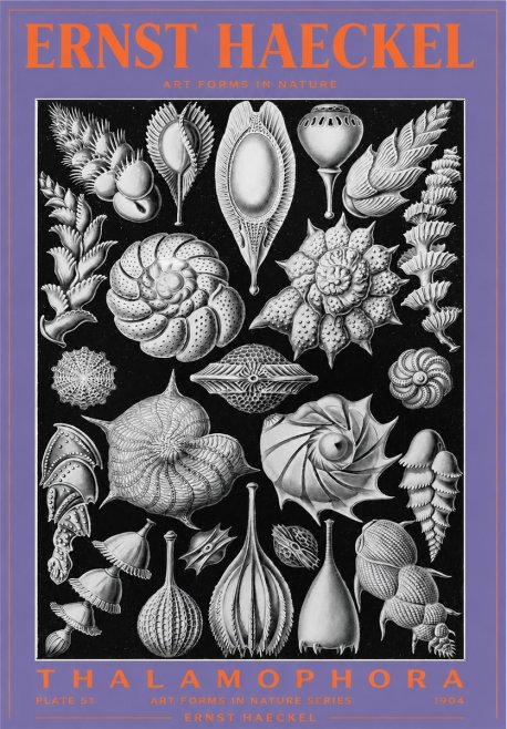 Ernst Haeckel Thalamophora No3 - Plakat