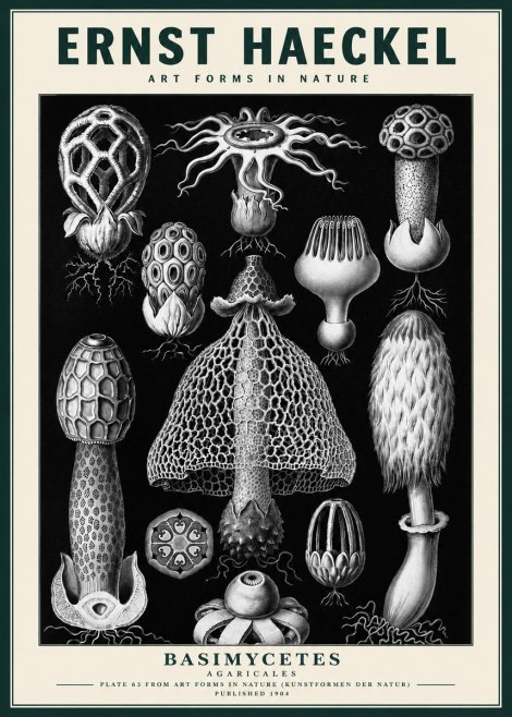 Ernst Haeckel Basimycetes Agaricales No3 - Plakat