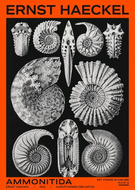 Ernst Haeckel Ammonitida - Ammonites No2 - Plakat