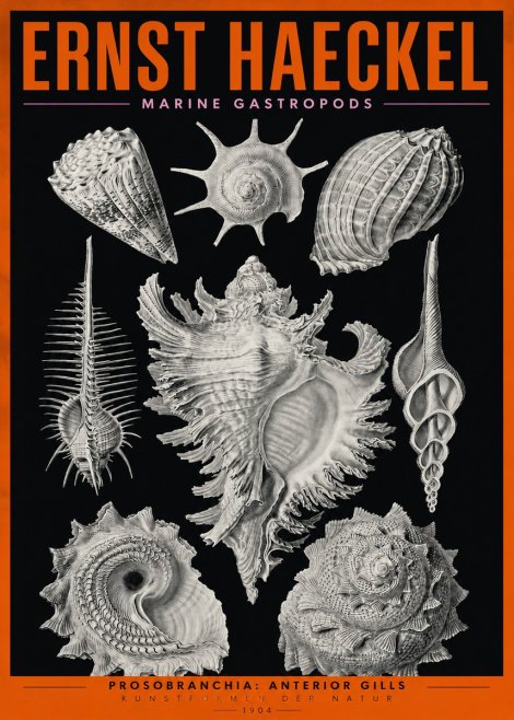 Ernst Haeckel Prosobranchia - Marine Gastropods No2 - Plakat