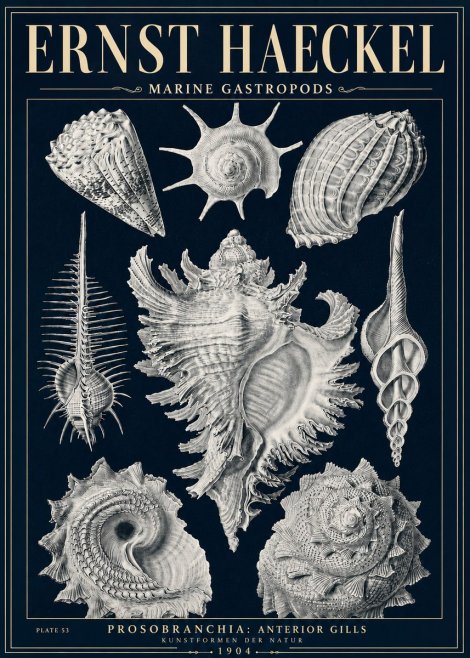 Ernst Haeckel Prosobranchia - Marine Gastropods No5 - Plakat