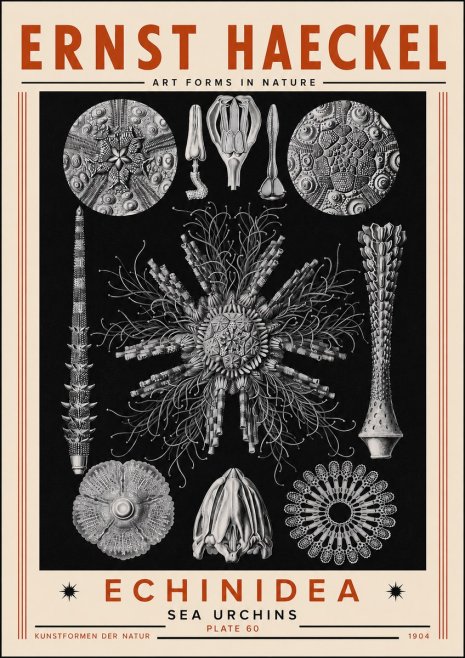 Ernst Haeckel Echinidea Sea Urchins No5 - Plakat
