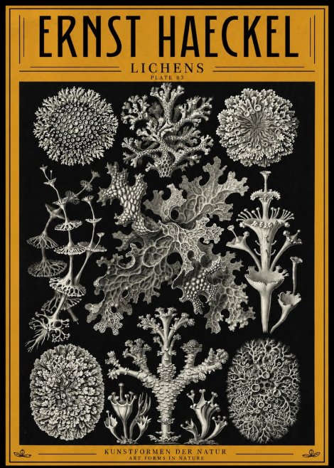 Ernst Haeckel Lichens - Plate 83 No4 - Plakat