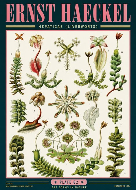Ernst Haeckel Hepaticae (Liverworts) - Plate 82 No6 - Plakat