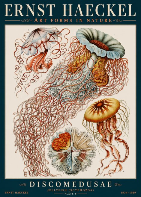 Ernst Haeckel Discomedusae — Jellyfish No4 - Plakat