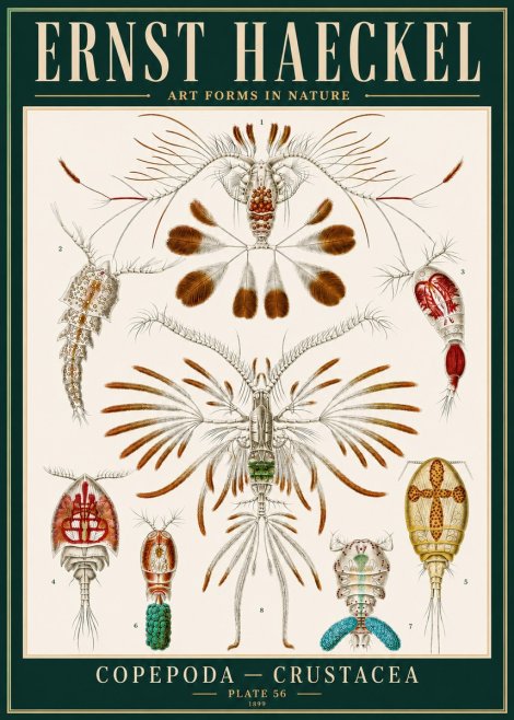 Ernst Haeckel Copepoda — Crustacea Plate 56 No4 - Plakat