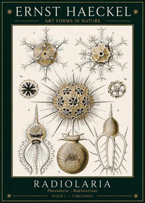 Ernst Haeckel Radiolaria - Plate 1 - Ciregonia No3 - Plakat
