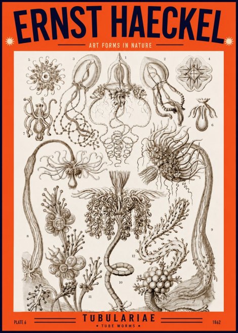 Ernst Haeckel Tubulariae No2 - Plakat