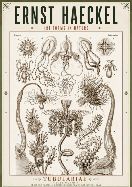 Ernst Haeckel Tubulariae No5 - Plakat