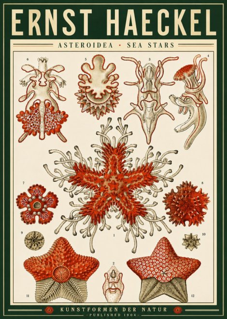 Ernst Haeckel Asteroidea. Sea Stars No4 - Plakat