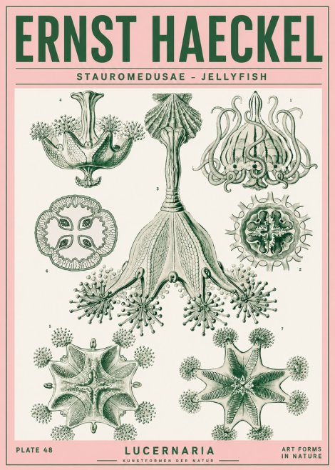 Ernst Haeckel Stauromedusae – Jellyfish No4 - Plakat