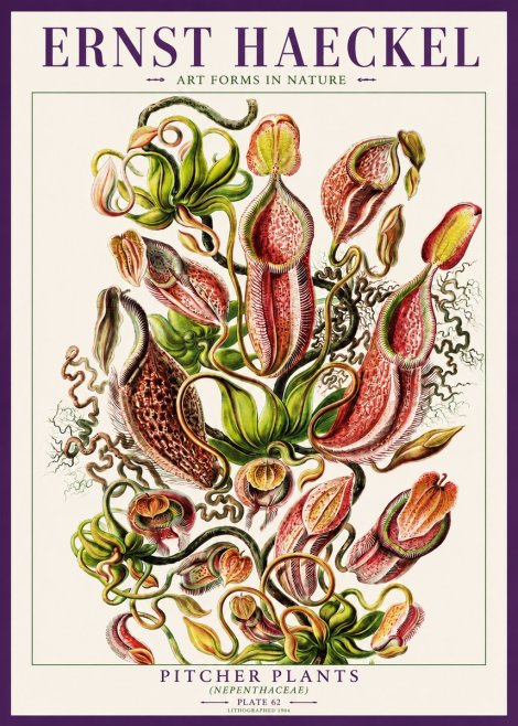 Ernst Haeckel Pitcher Plants No3 - Plakat