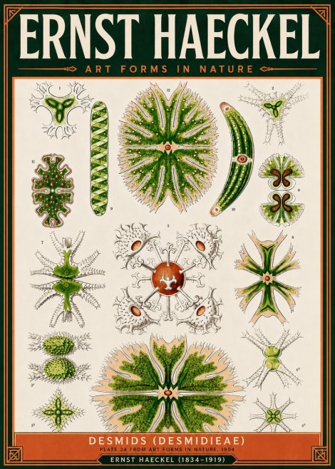 Ernst Haeckel Desmids (Desmidieae) No5 - Plakat