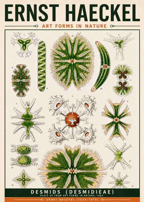 Ernst Haeckel Desmids (Desmidieae) No6 - Plakat