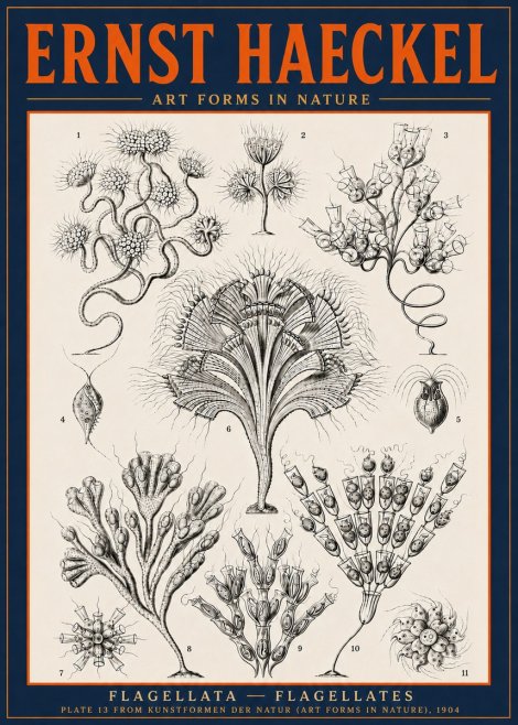 Ernst Haeckel Flagellata - Flagellates No6 - Plakat