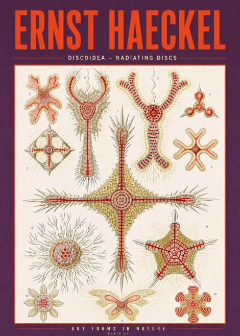 Ernst Haeckel Discoidea – Radiating Discs No3 - Plakat