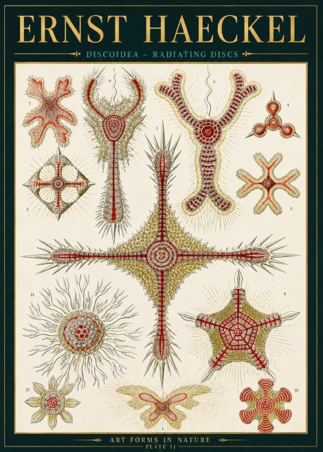 Ernst Haeckel Discoidea – Radiating Discs No4 - Plakat