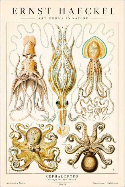 Ernst Haeckel Cephalopods Octopuses and Squid No1 - Plakat