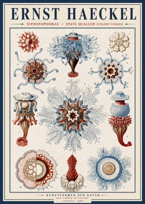 Ernst Haeckel Siphonophorae - State Quallen (Colony Stages) No4 - Plakat