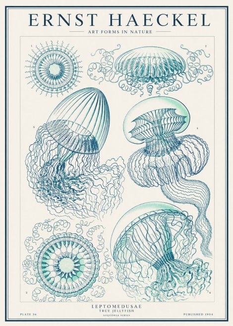 Ernst Haeckel Leptomedusae True Jellyfish No1 - Plakat
